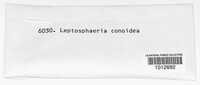 Leptosphaeria doliolum image